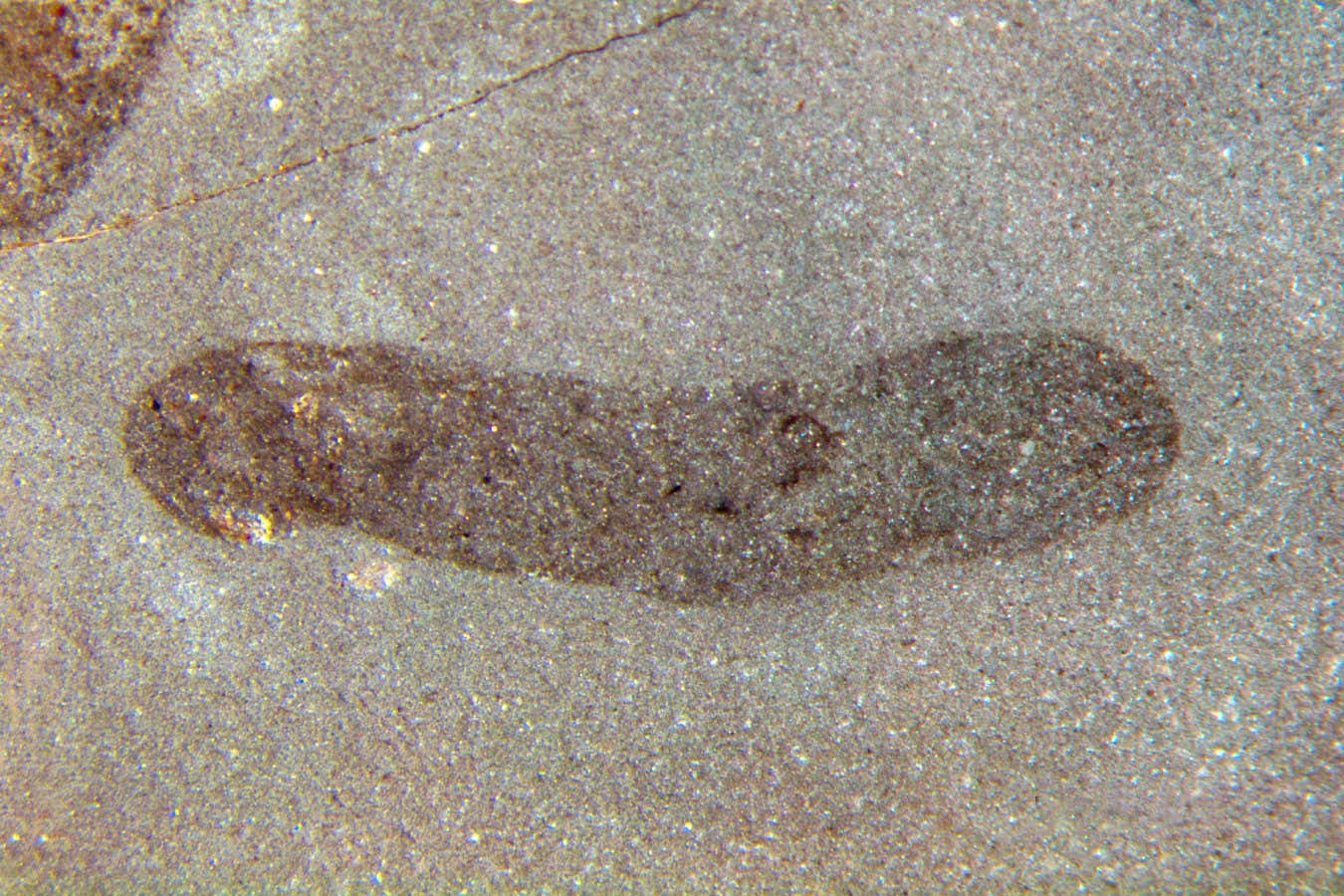 Şaşırtıcı fosiller, erken hayvanların su dışında hayatta kaldığını göstermektedir