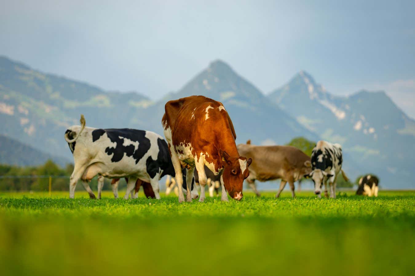 Fungus, inek geğirilerinde metanı kesmek için yeni bir yol sunuyor