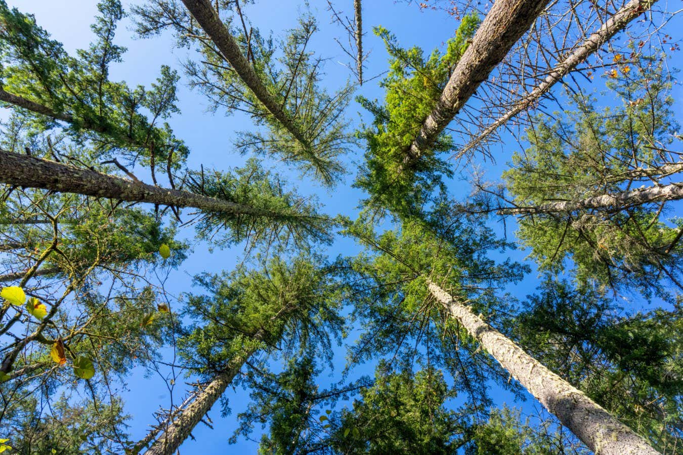 Ahşap dilimleri, sudan bakterileri ve mikroplastikleri filtreleyebilir