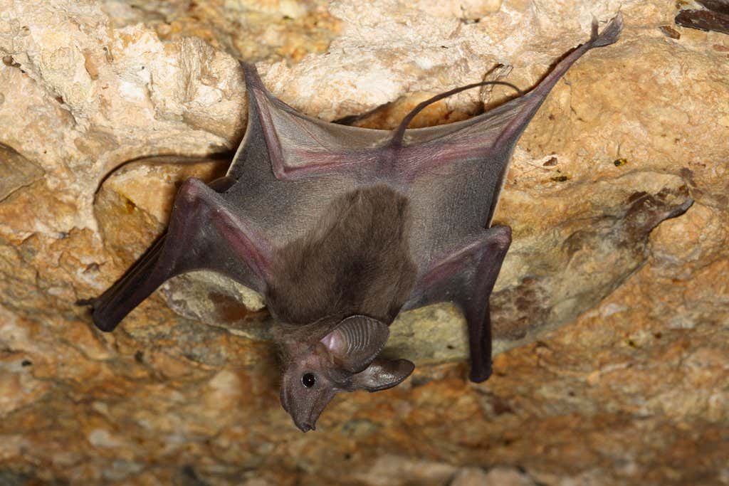 Greater mouse-tailed bats