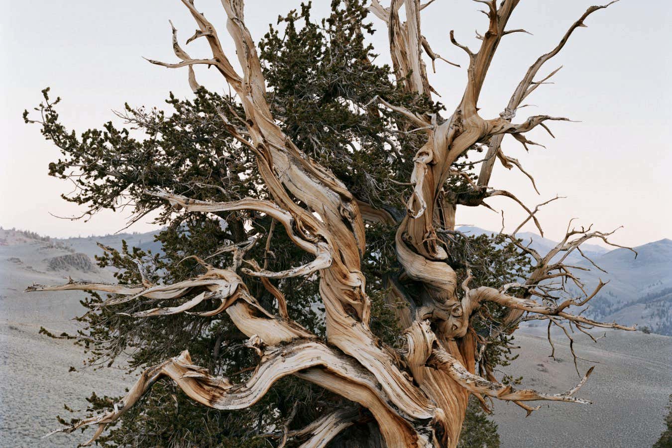 Görüntüler Amerika'nın eski ormanlarının zamansız güzelliğini yakalar