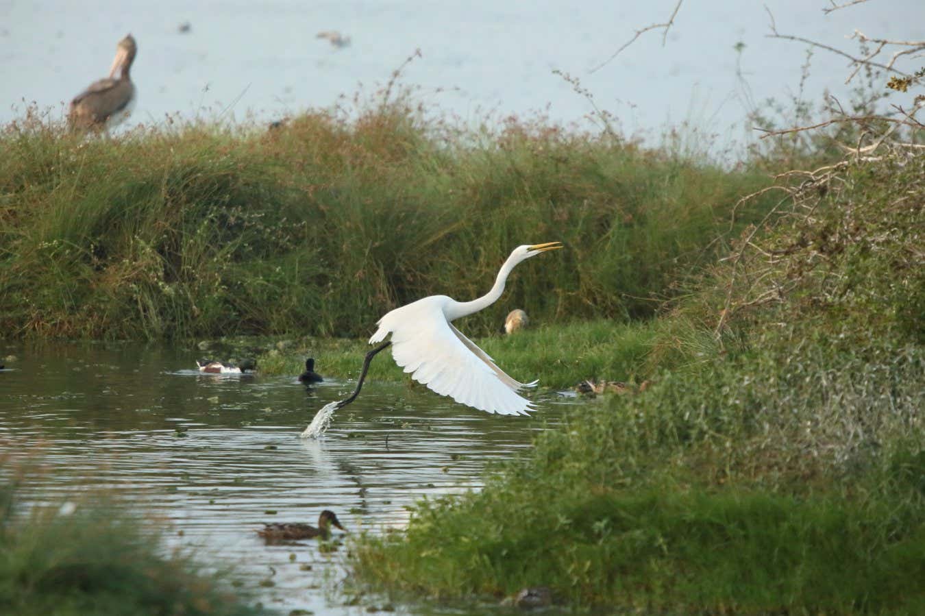 Egret Take off at Pallikaranai Marsh, Chennai, India