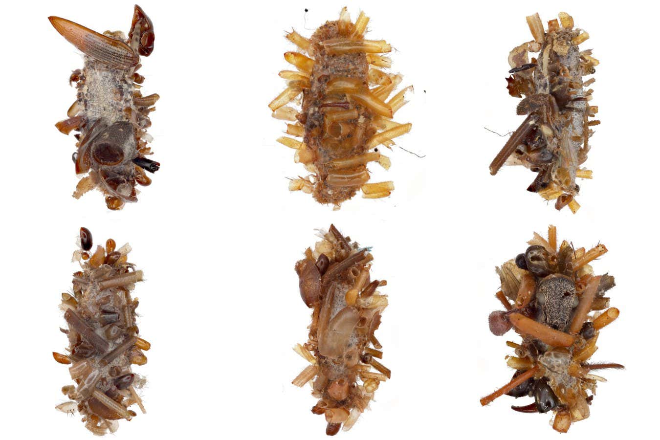 'Kemik Toplayıcı' Caterpillar, kılık değiştirerek ölü böcek vücut parçalarını giyiyor