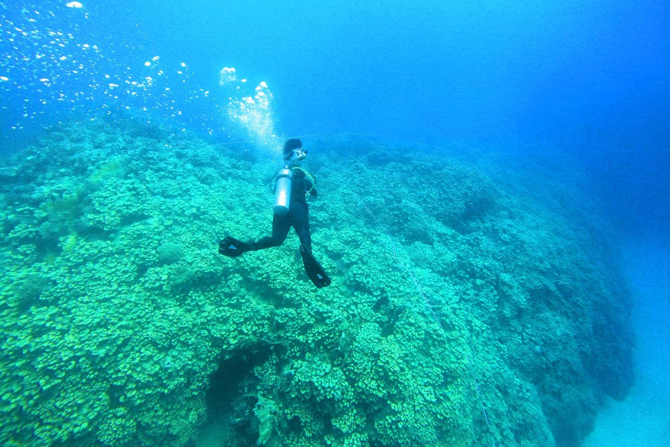 Kızıl Deniz Turizminde Bulunan Dev Mercan Kolonisi Hotspot