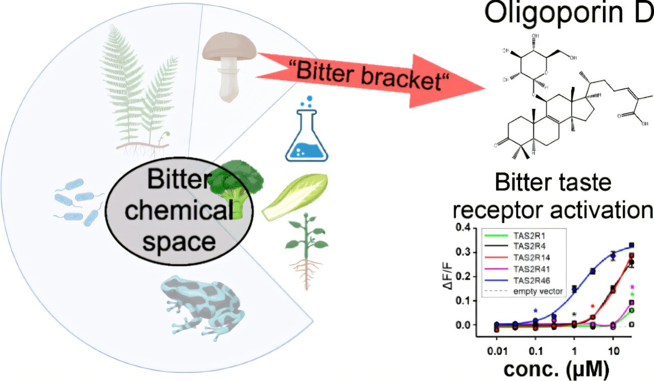 Mantar çalışması, bugüne kadar bilinen en acı maddeyi tanımlar