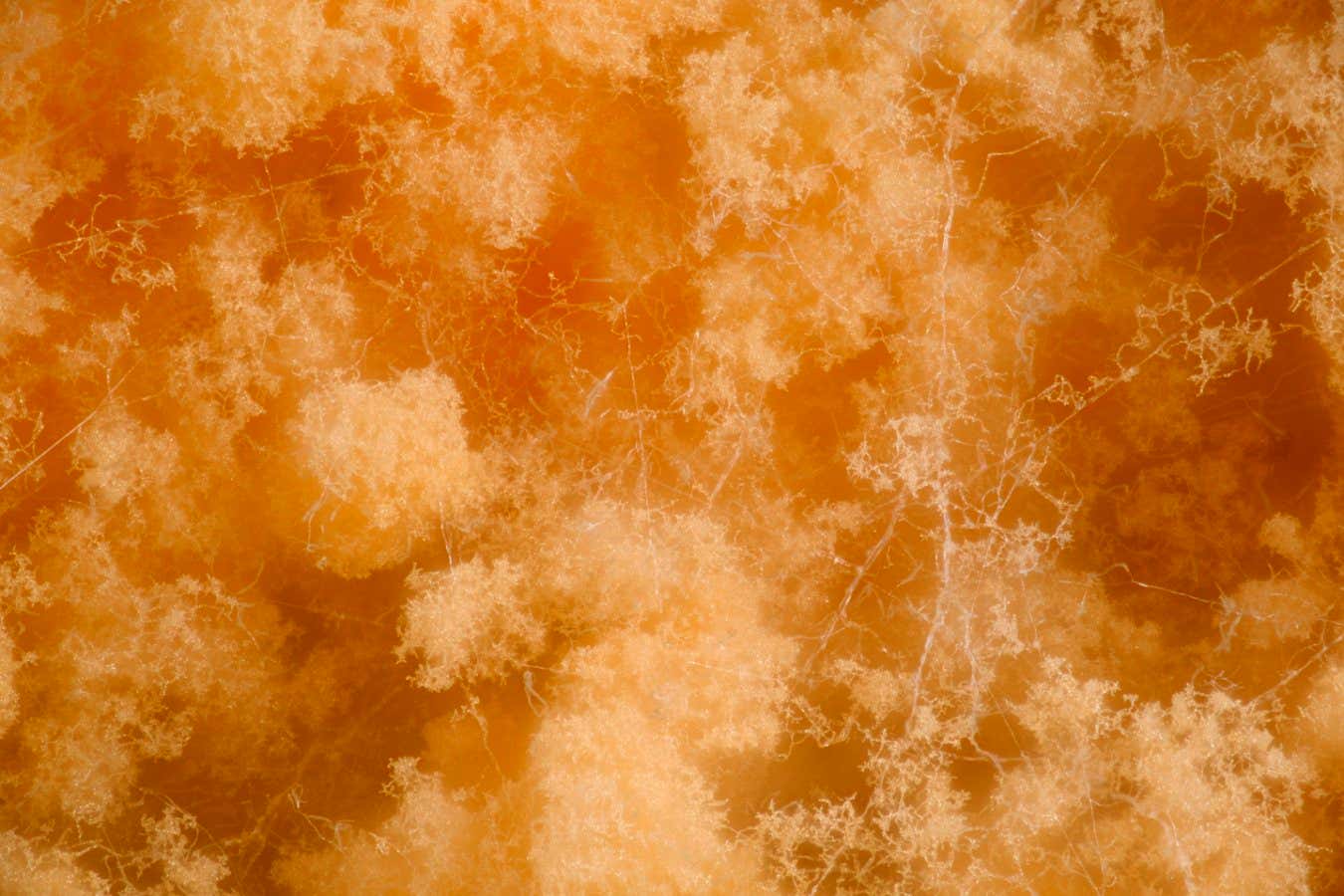 Mantardan yapılmış canlı malzeme binaları daha sürdürülebilir hale getirebilir