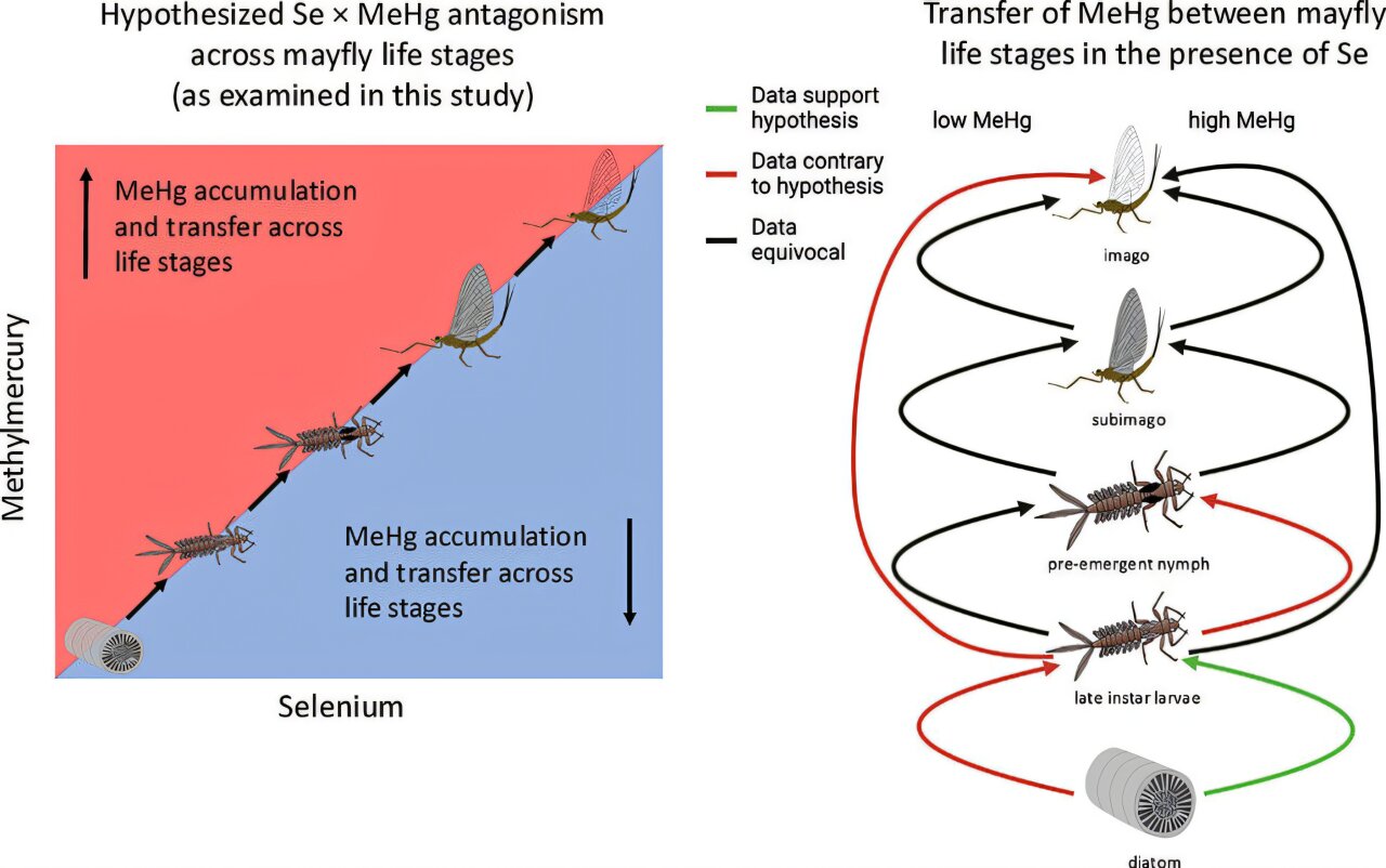 Mayflies, selenyum yüksek kontamine suya eklendiğinde yetişkin olarak daha fazla cıva tutar