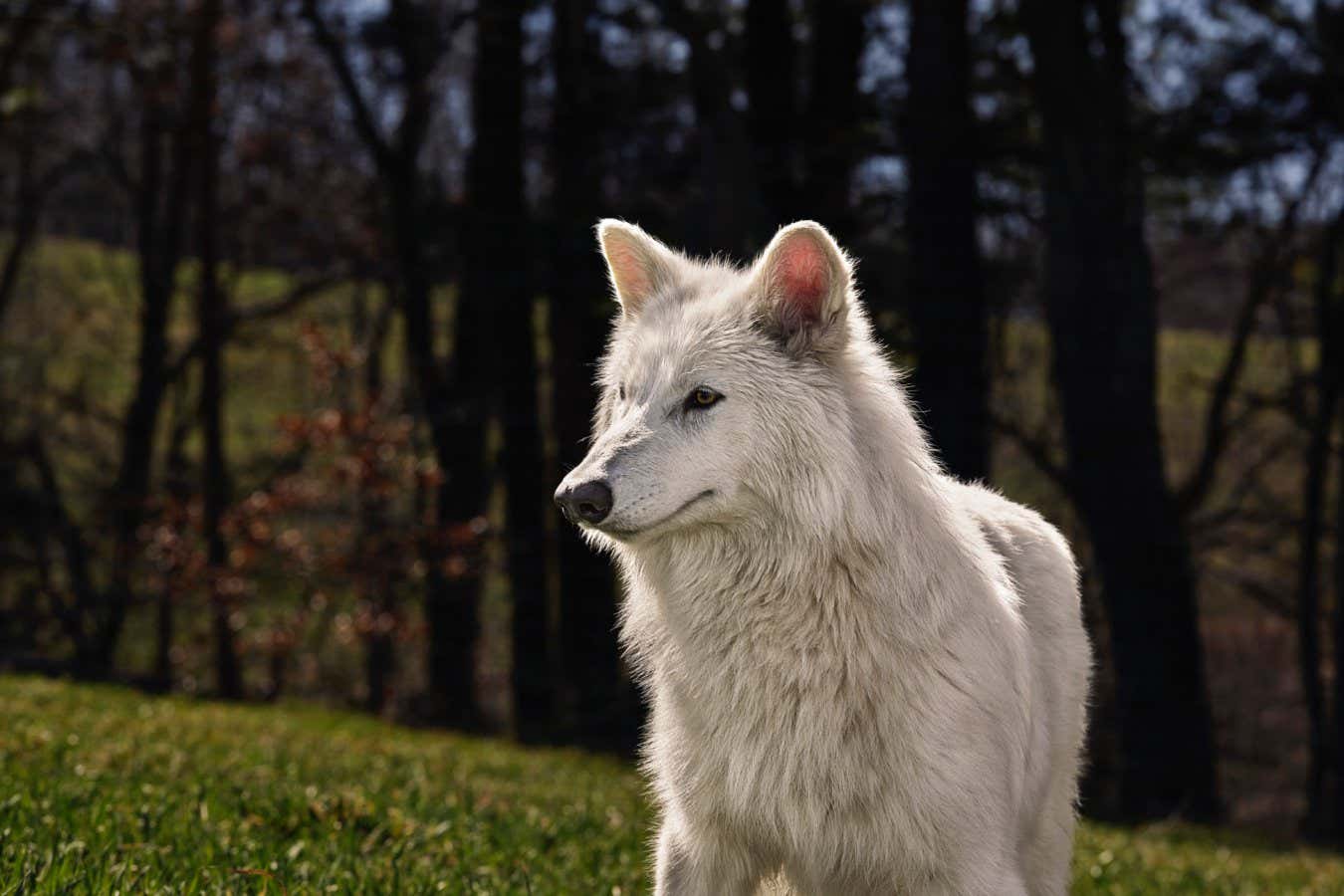 A company called Colossal Biosciences says it has revived an extinct species ? the dire wolf. ?On October 1, 2024, for the first time in human history, Colossal successfully restored a once-eradicated species through the science of de-extinction