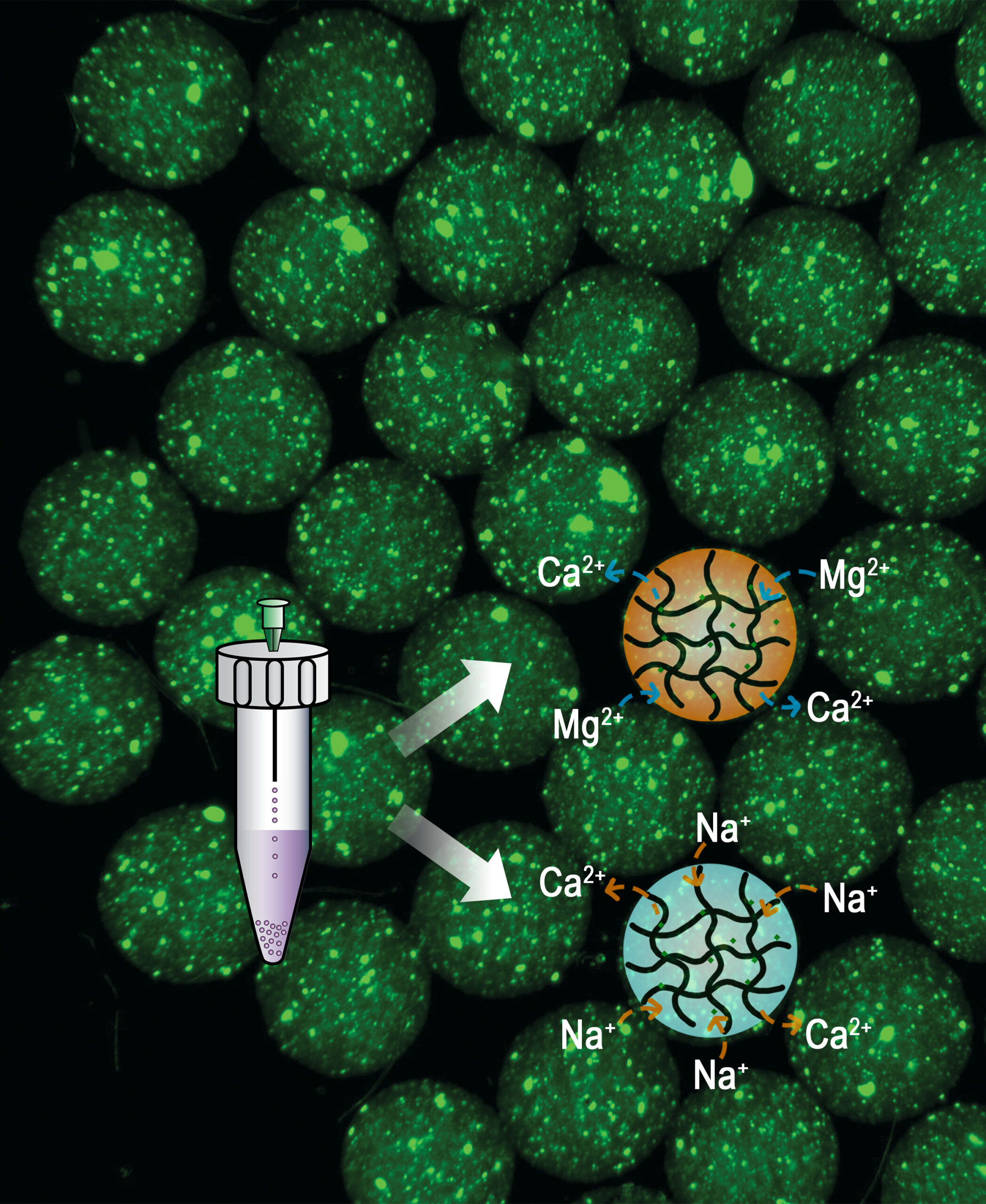Programlanabilir ilaç sürümü için mikrojel yapmanın daha basit bir yolu