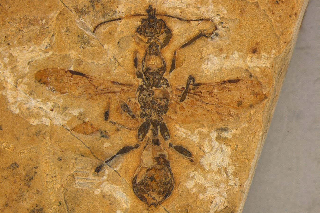 Şimdiye kadar bulunan en eski karınca fosili, karıncaların dünyayı nasıl ele geçirdiğini gösteriyor