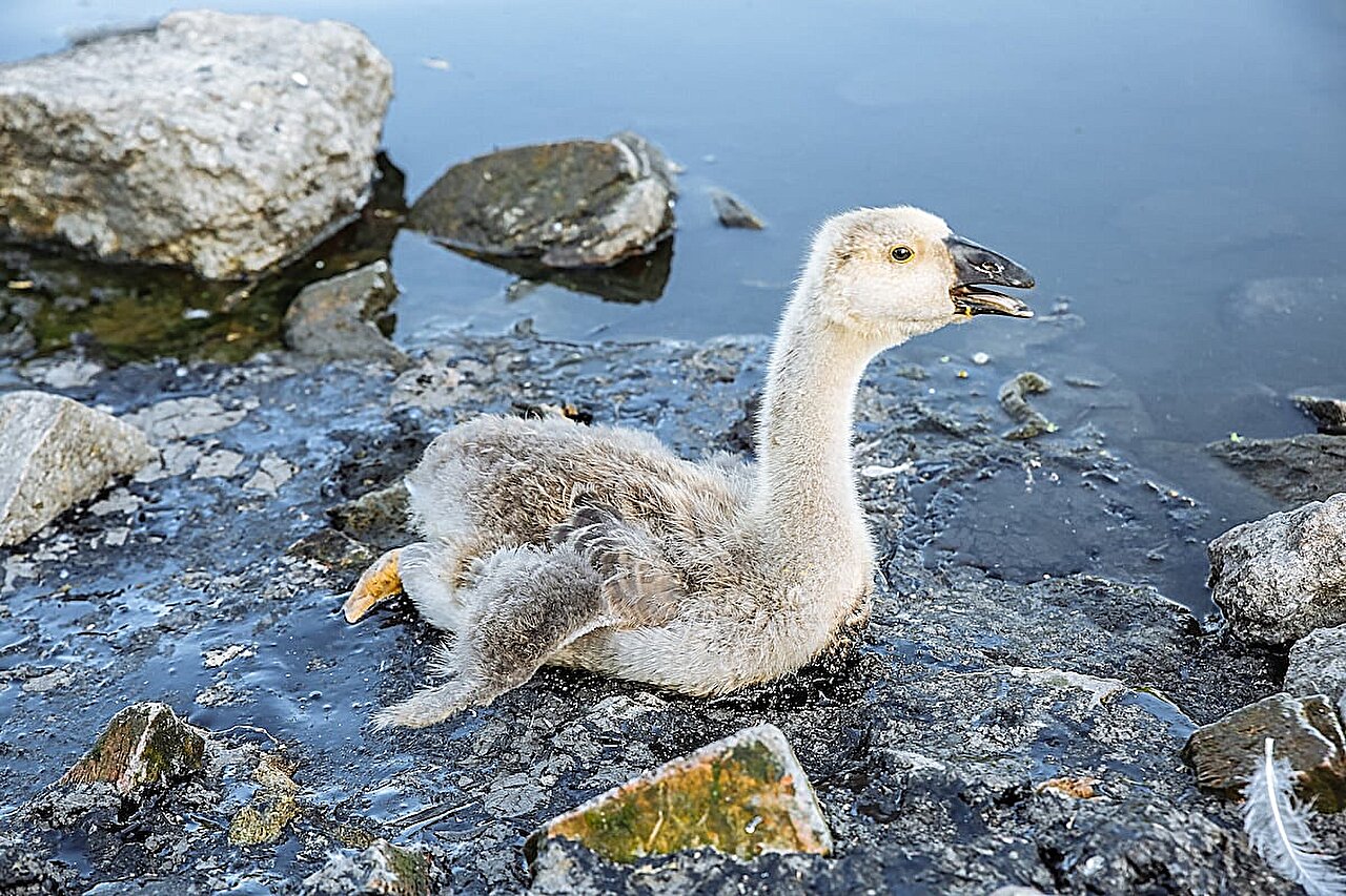 Çevresel SOS: Plastik dolu karınlardan nadir kuşlar crunch