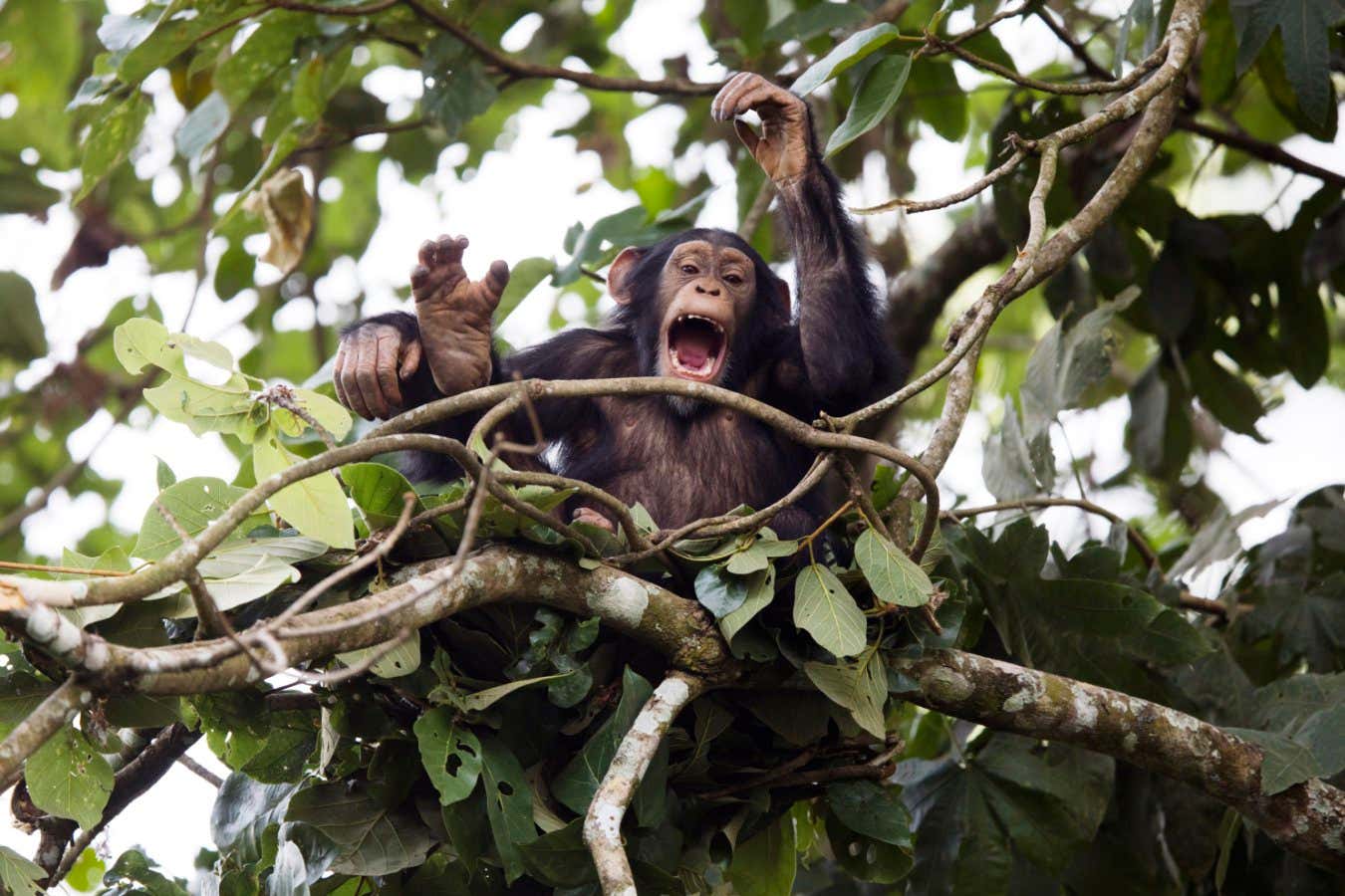 A juvenile chimpanzee drumming in Bossou, Guinea