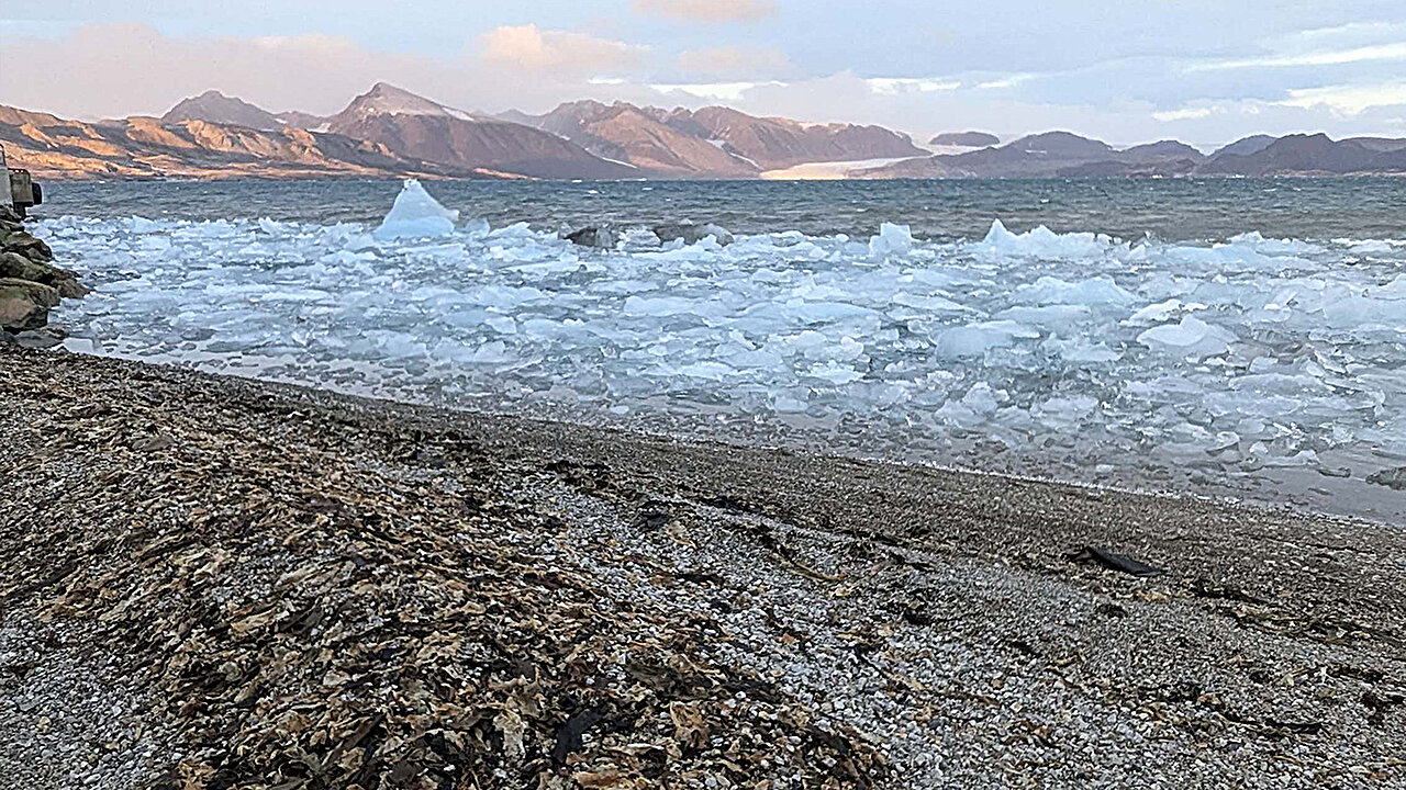 Deniz yosunu dalgalanmaları Kuzey Kutbu Karbon Dinamiklerini Değiştirebilir