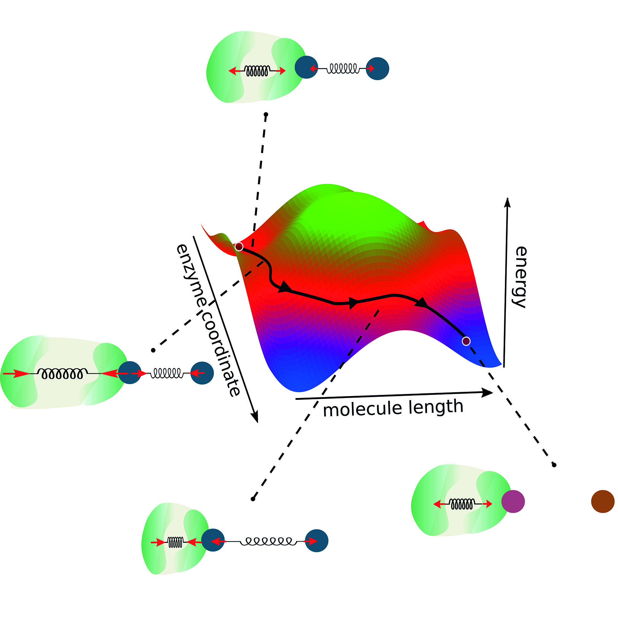 Enzimler için Montaj Talimatları: Evrensel Kurallar Sıfırdan Optimal Bir Enzimin Tasarlanmasına Yardımcı Olabilir