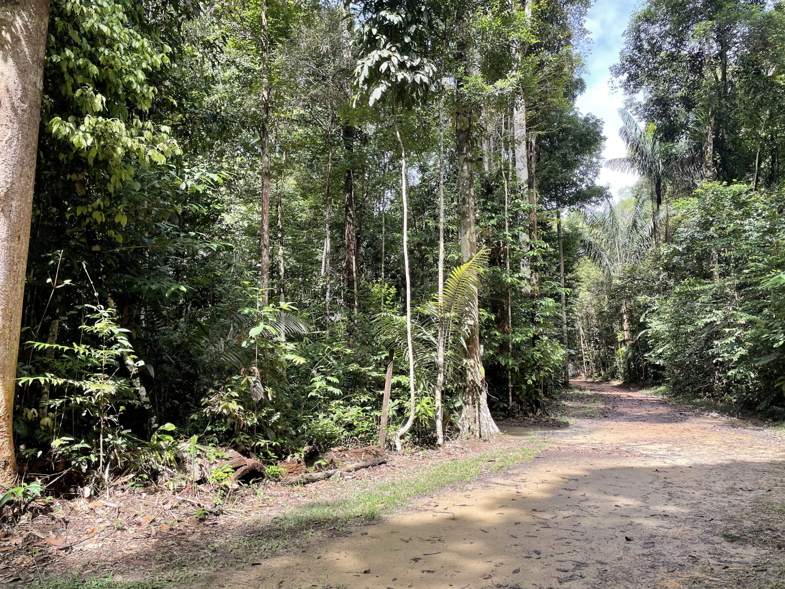 İzopren'den yüksek oksitlenmiş ürünler - atmosferik kimya yolları küresel aerosol oluşumunu yönlendirebilir