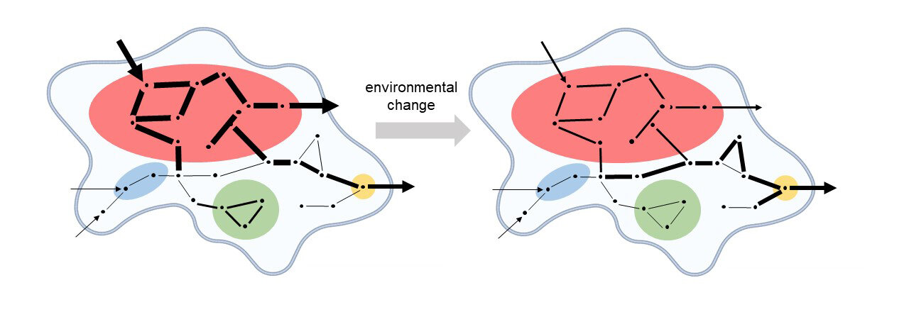 Kinetik bağlantı: yeni konseptle bağlantılı biyokimyasal ağların yapısı ve dinamikleri