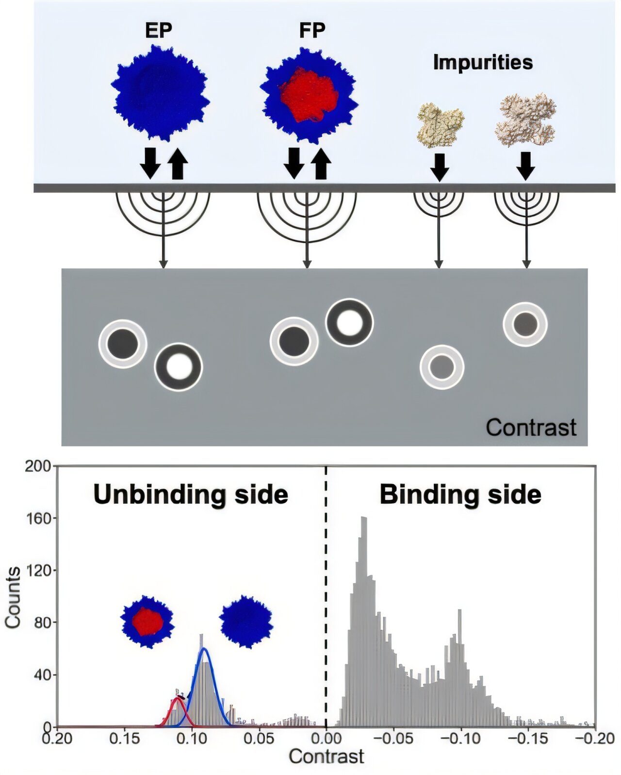 Kütle fotometri tekniği, gen terapisi vektör üretiminde kalite kontrolünü hızlandırır