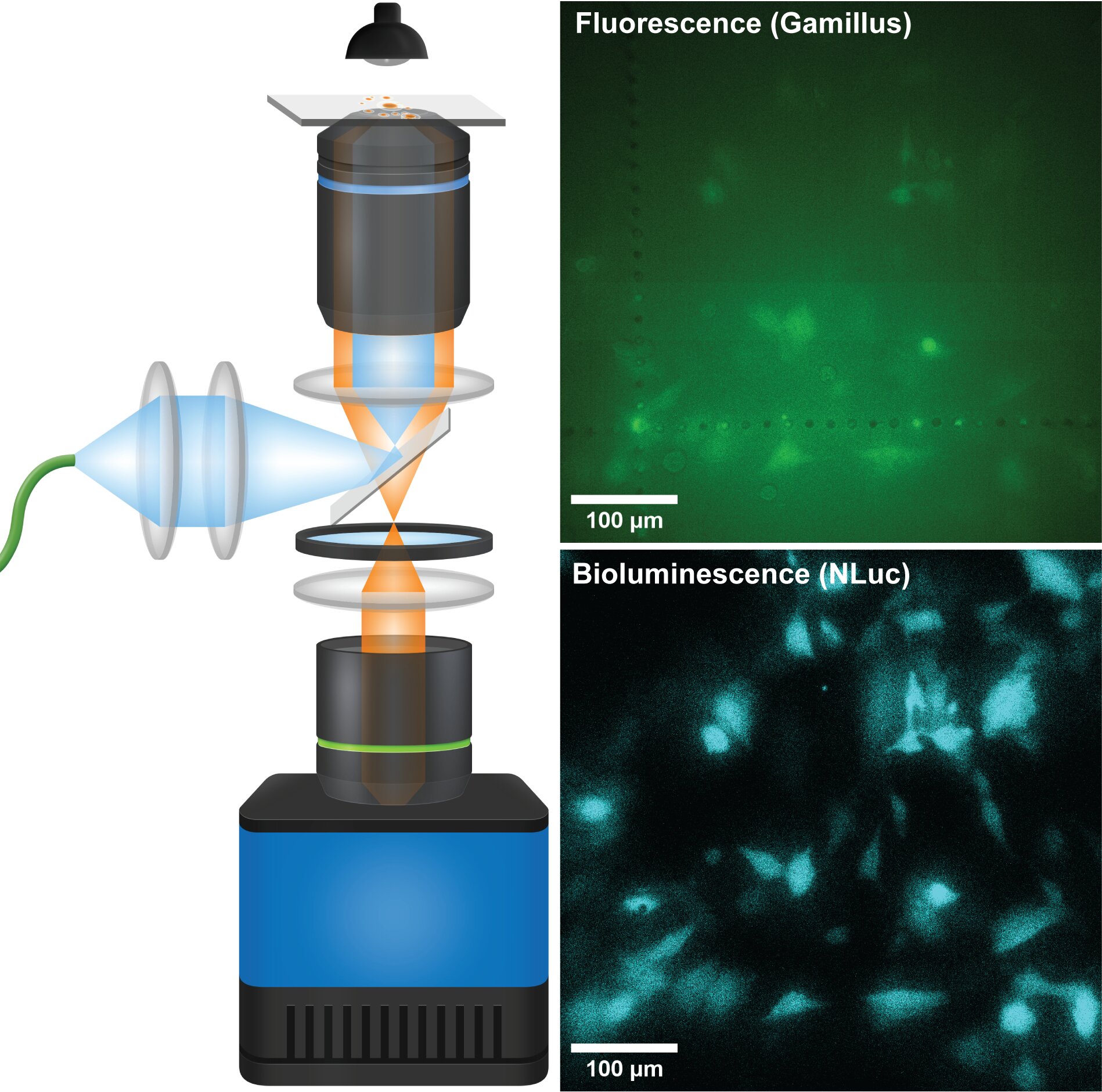 Quanta görüntü sensörleri biyolüminesan sinyalleri daha keskin odağa getiriyor