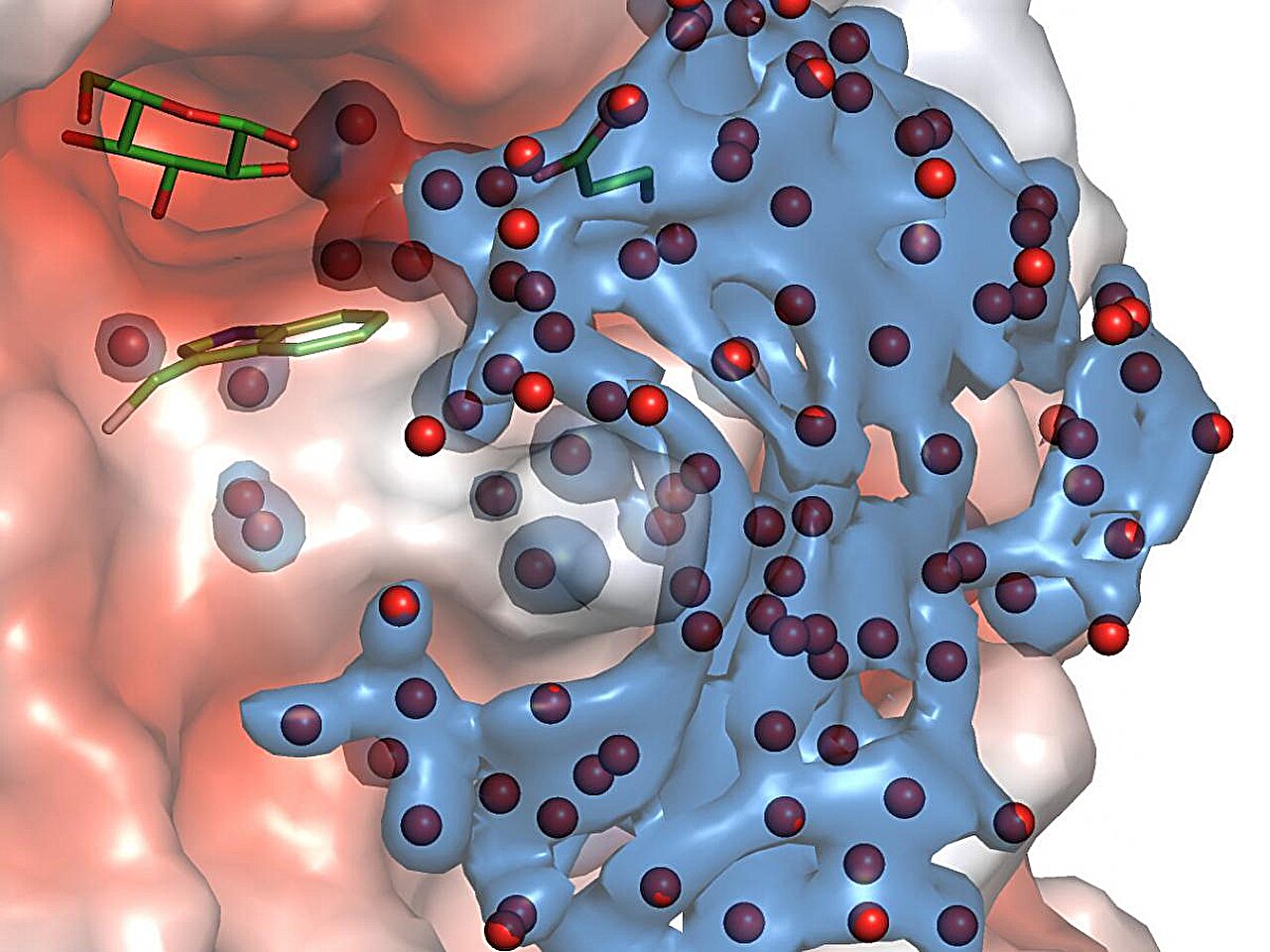 Su molekülleri hidrolitik reaksiyonlar sırasında uyumlu ağlar oluşturur