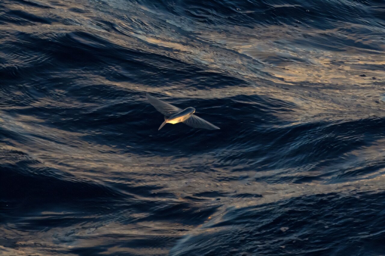 Açık Deniz Antlaşması nedir?