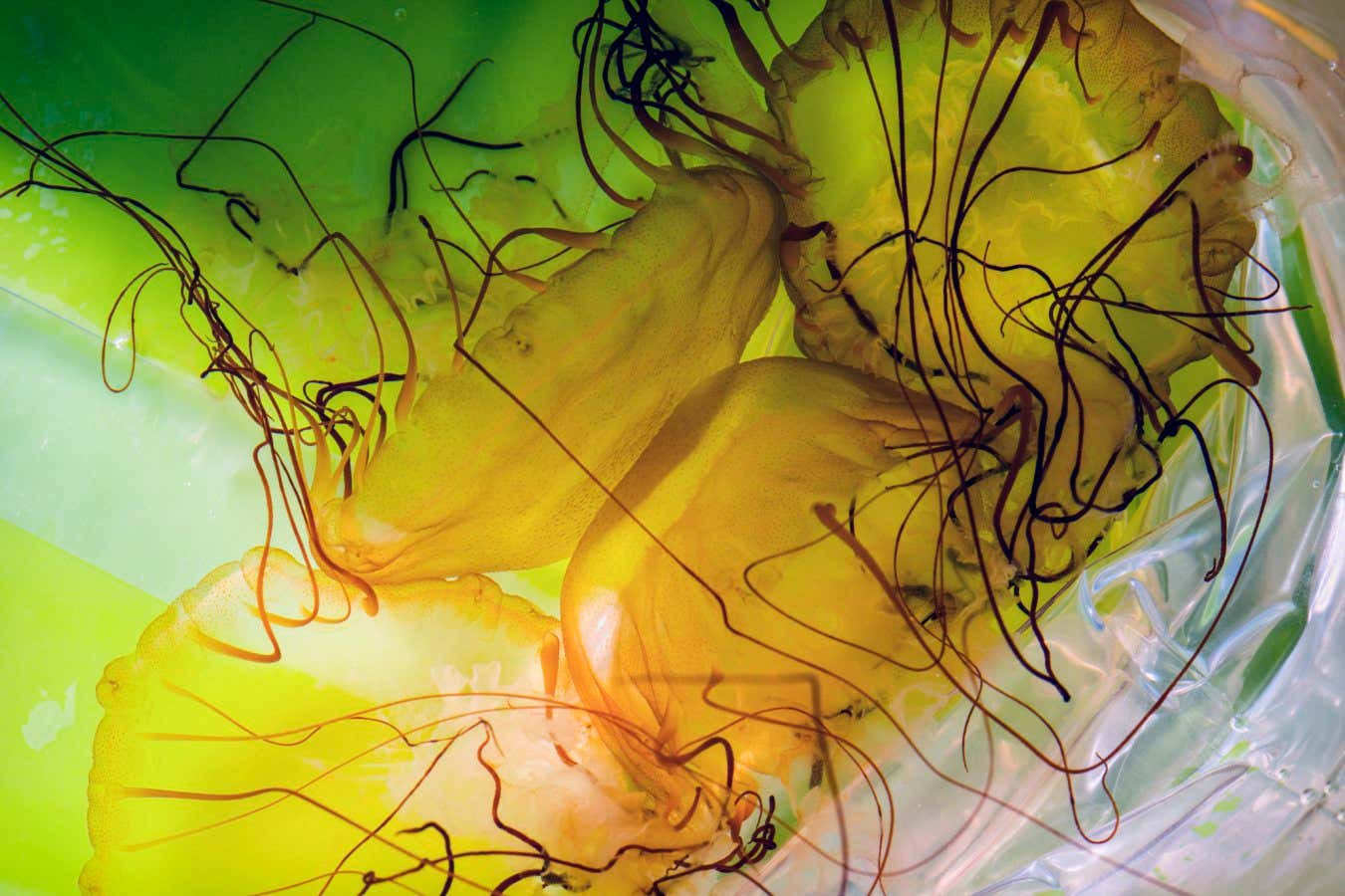 Pacific compass jellyfish (Chrysaora fuscescens) inside a plastic bag. The cultured jellyfish, along with a portion of the water in which they grew, are shipped in plastic bags (and insulating Styrofoam boxes) to various customers, including zoos, aquariums, and research institutions. Jellyfish Farm, Europe