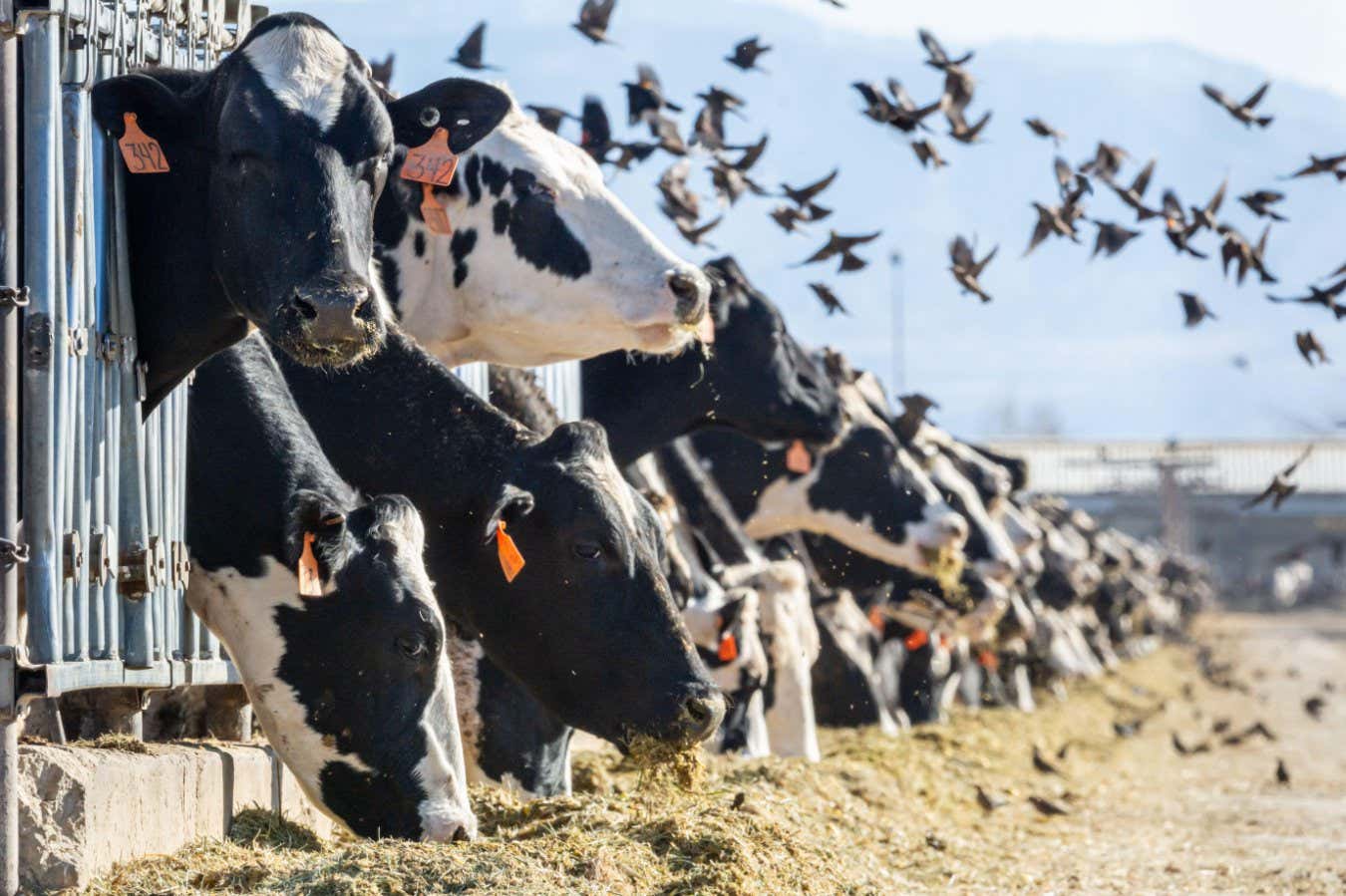 Bir ABD Tarım Ajansı Kuş Gripine Karşı Mücadelede Nasıl Anahtar Oldu?