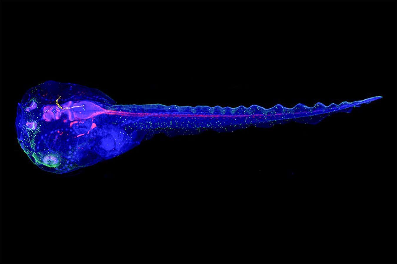 A tadpole, stained with immunofluorescence to visualise its internal anatomy, that had the brain-tracking device implanted as an embryo