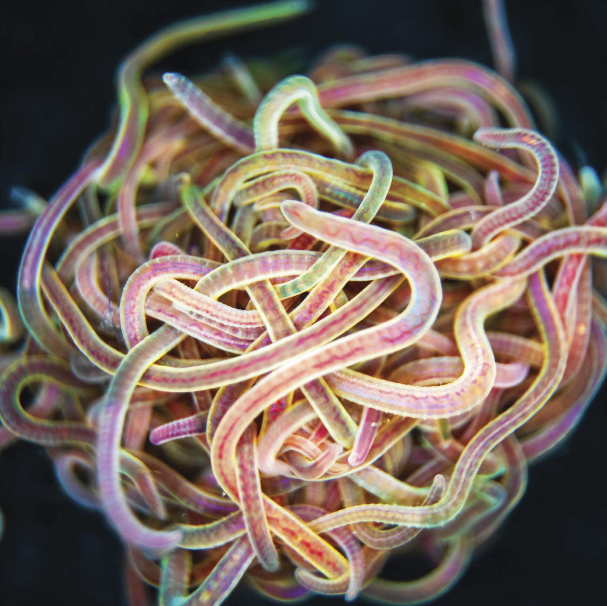 Dolaşmış bir solucan kümesinde hareket: nasıl aktif polimer zincirleri katı benzeri kümelerde kendi kendini örgütleyebilir