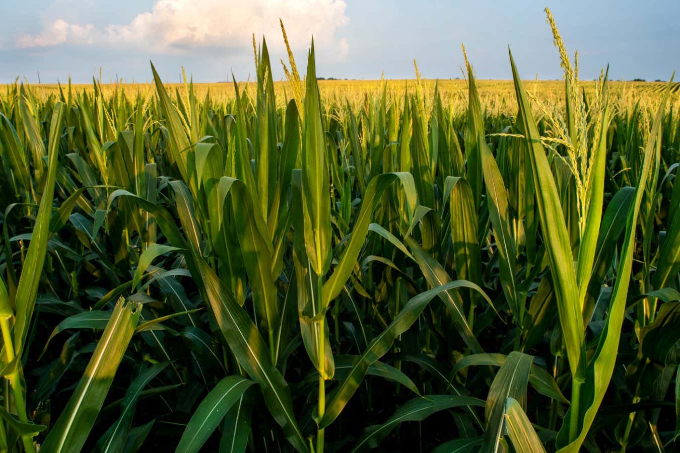 Dünya çiftçileri iklim değişikliğine ayak uyduramayacak