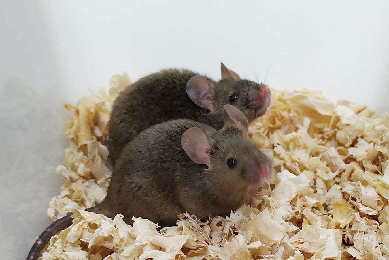 Adult male mice that have two fathers and went on to have offspring of their own