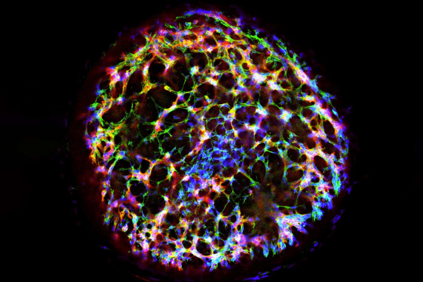 A human vascular organoid generated from stem cells