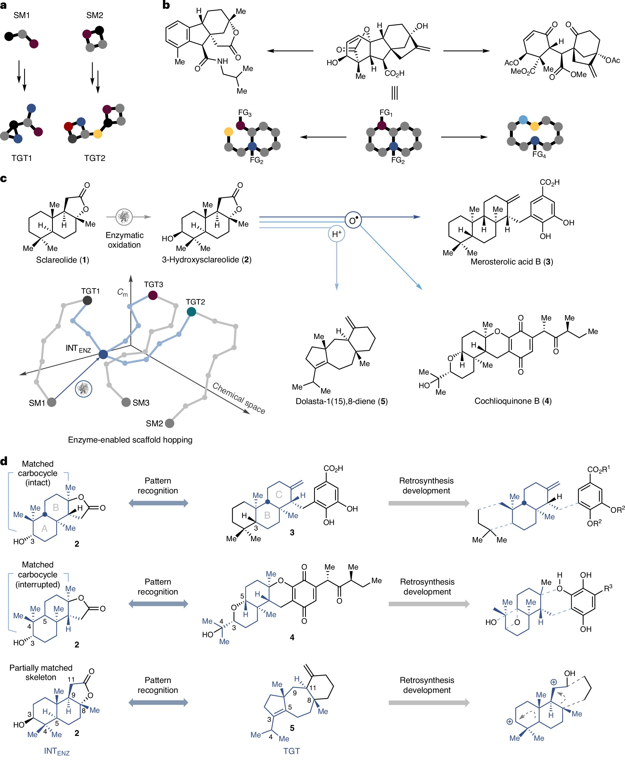 Kimyacılar enzim özellikli iskele atlamalı terpenoid manzaralara sıçradı
