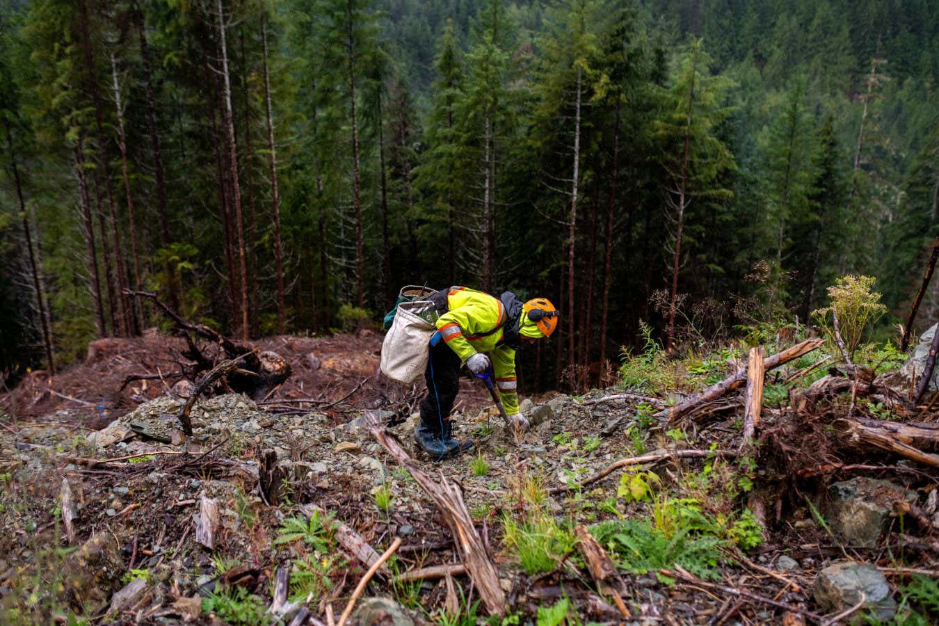 Küresel fosil yakıt depolarını ağaç dikerek dengelemek imkansızdır