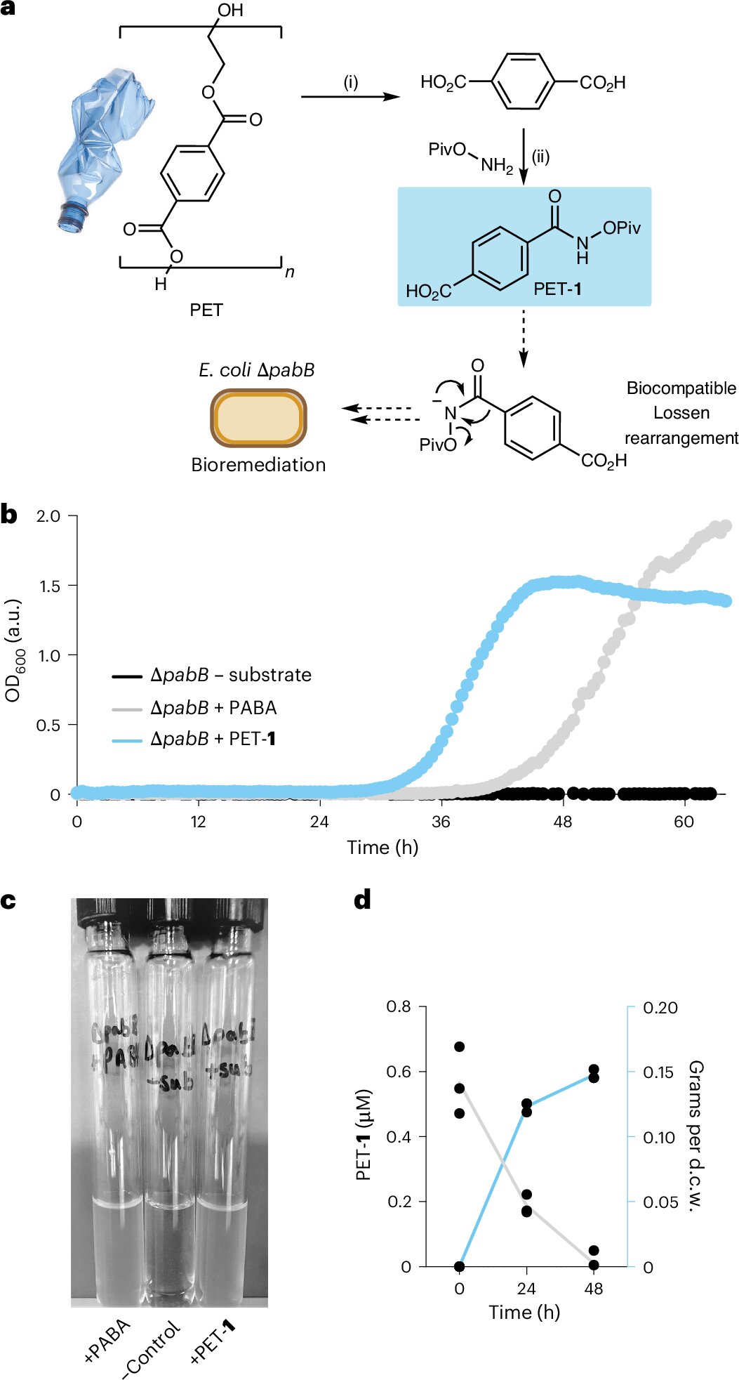Plastiği ağrı kesicilere dönüştürmek: Mikroplar günlük atıkları asetaminofen'e dönüştürmek