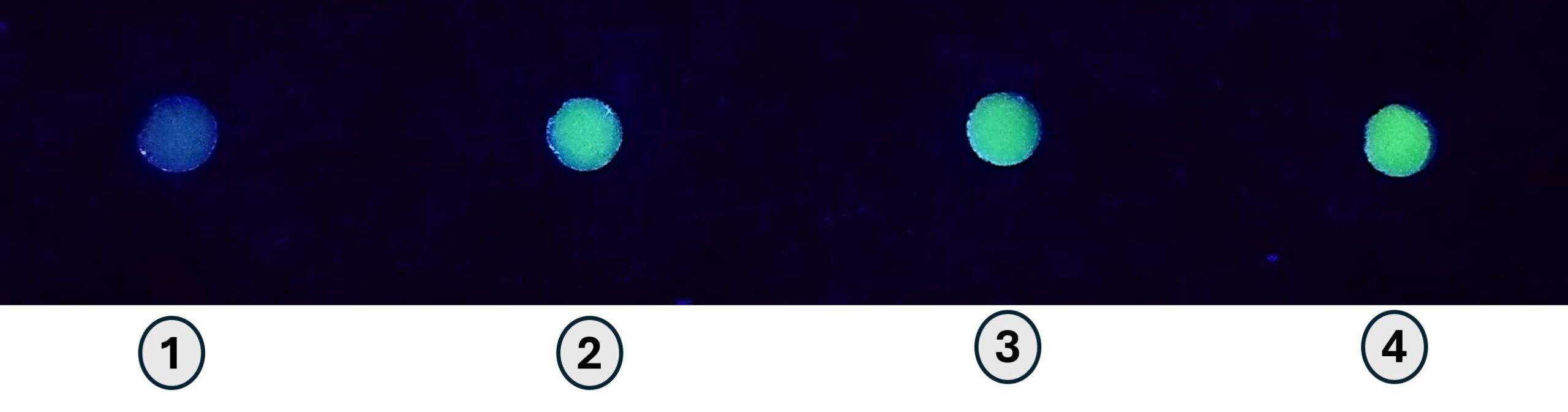 Terbium'un yeşil parıltısı: karaciğer kanseri için basit bir sensör