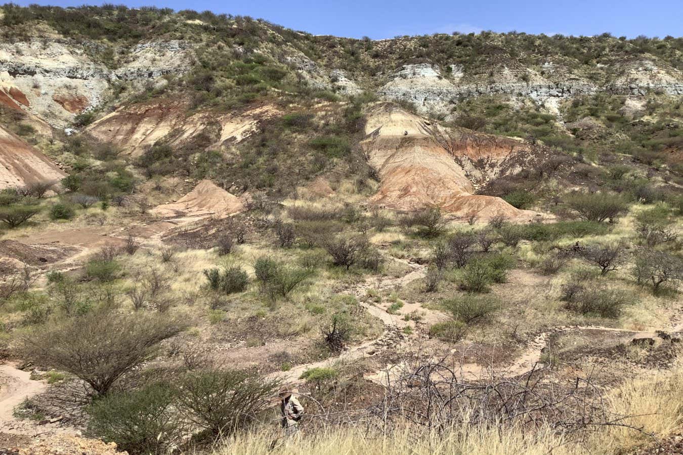 18 milyon yıllık dişlerden henüz iyileşen en eski proteinler