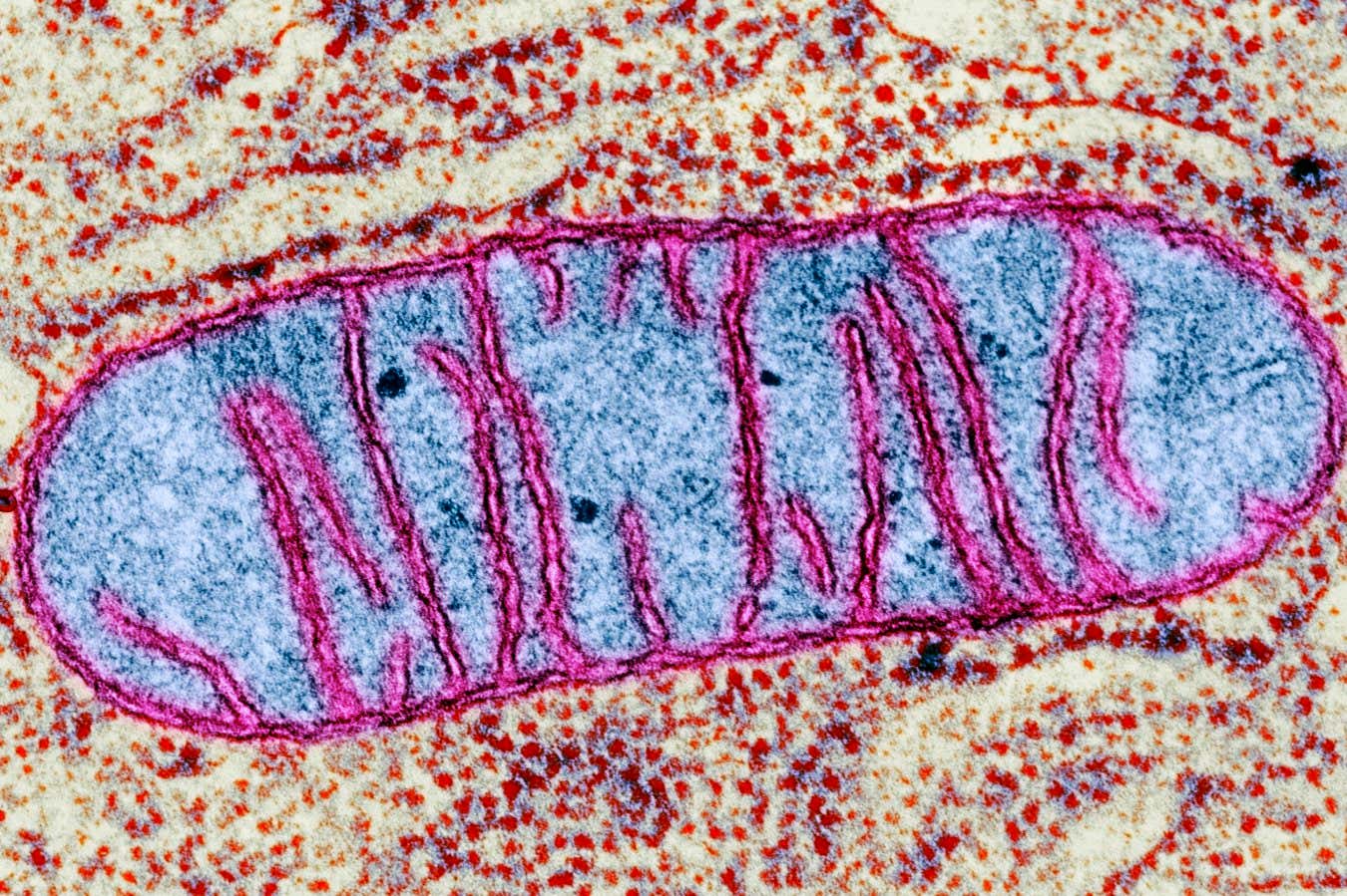 Beynimizin mitokondrisi, uyku başlangıcında önemli bir rol oynayabilir