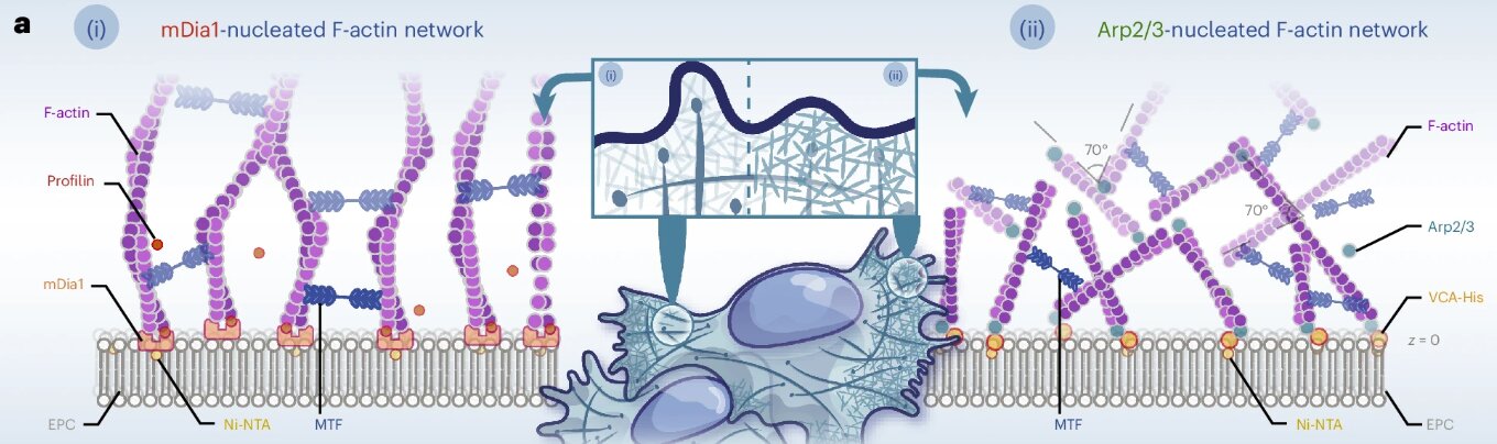 Çalışma, hücre -iskeletin depremlerde ve metallerde görülen kritik fenomenleri taklit ettiğini bulur