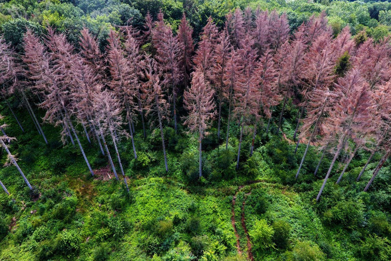 Eski kitlesel yok olma, Dünya'nın süper yeşillike nasıl dönüştüğünü gösteriyor