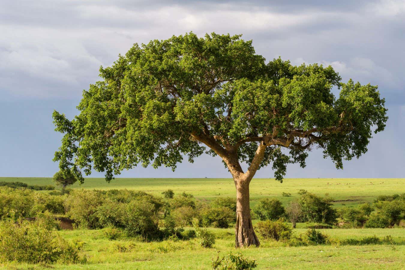 İncir ağaçları, karbondioksiti taşa dönüştürerek iklime fayda sağlayabilir