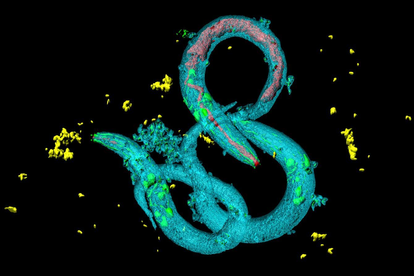 Mikroplastik maruziyet, hayvanların daha fazla yemesini ister