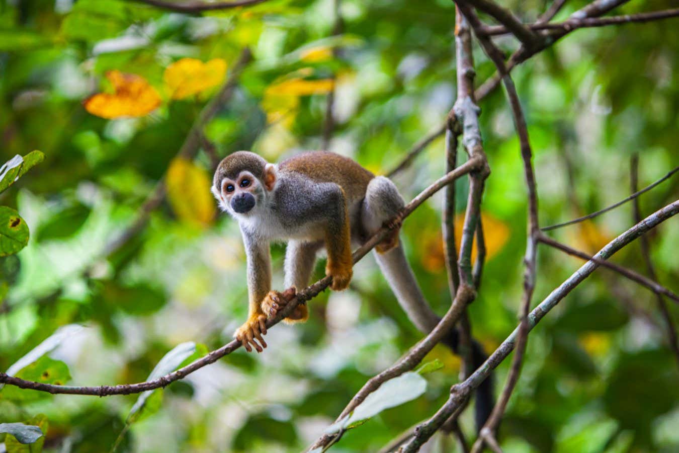 Sağlam hayvan popülasyonları olan ormanlar dört kat daha fazla karbon