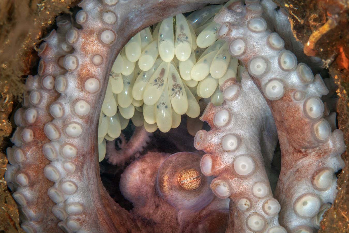 My Octopus Mother by Kat Zhou