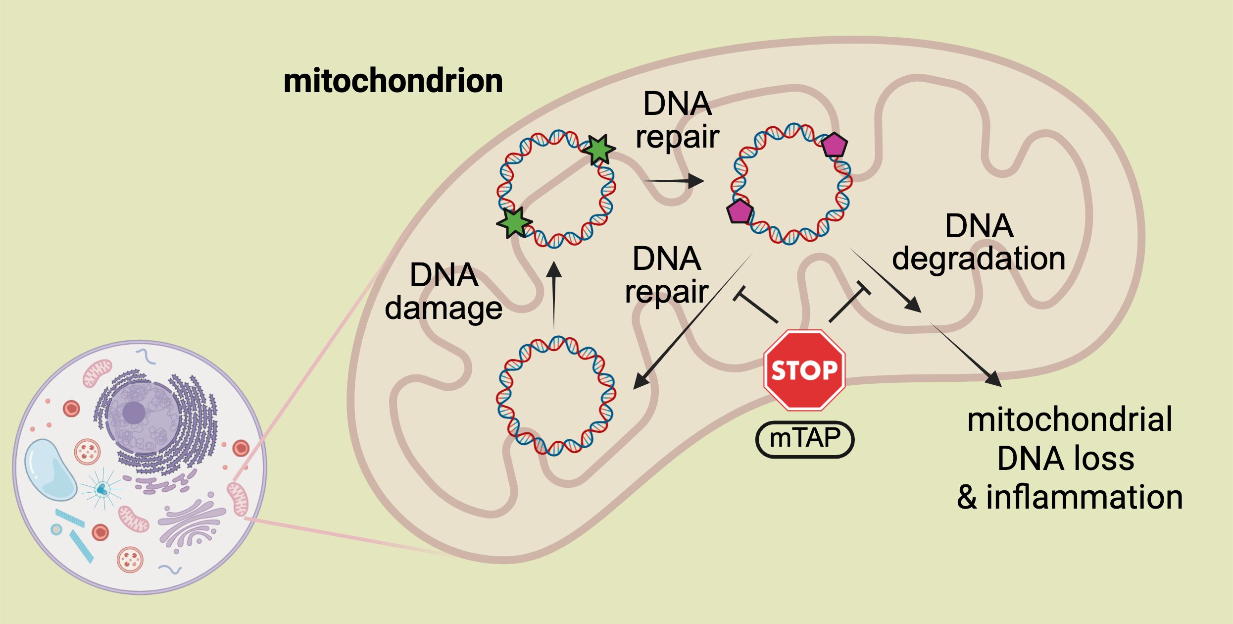 Strese bağlı bozulmadan yeni molekül kalkanları mitokondriyal DNA