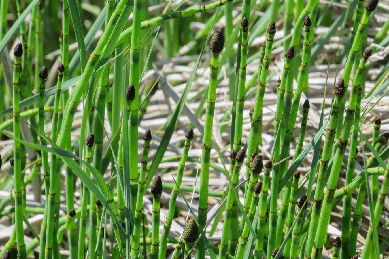 Tuhaf bitki, antik dünyanın iklimini yeniden inşa etmemize yardımcı olabilir