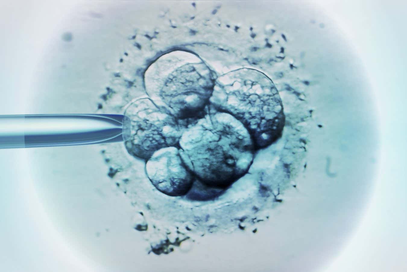 Üç kişinin DNA'sı kullanılarak yapılan bebekler kalıtsal hastalık içermez