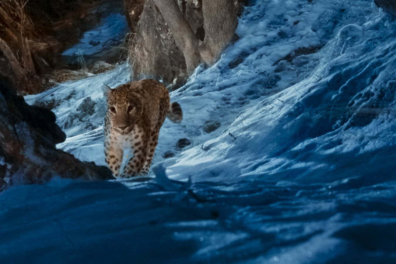 A Caucasian leopard found in ?The Wild Ones,? premiering globally on 11 July 2025 on Apple TV+.