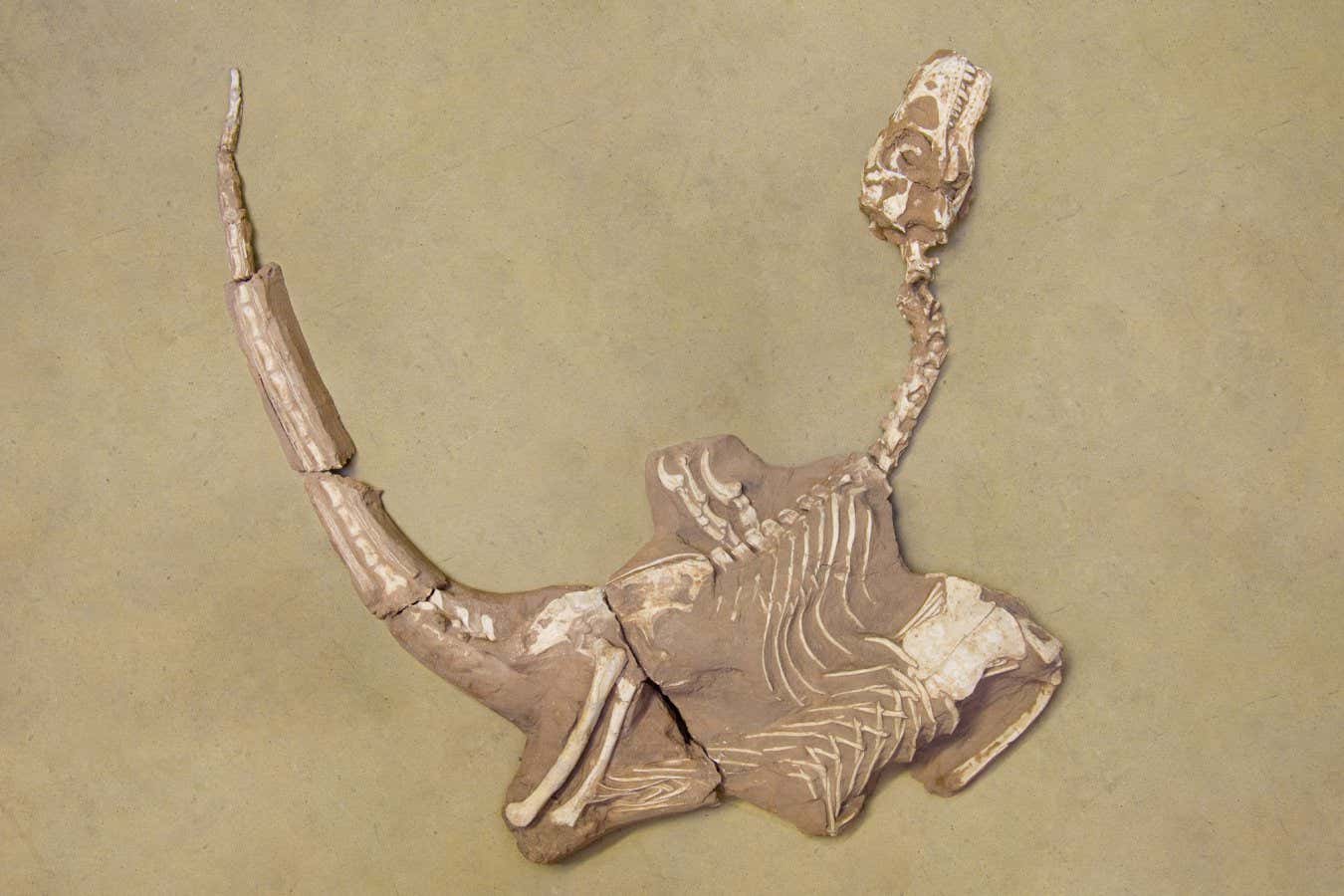 Yeni tür olarak adlandırılan velociraptor ile ilgili küçük, tıknaz dinozor