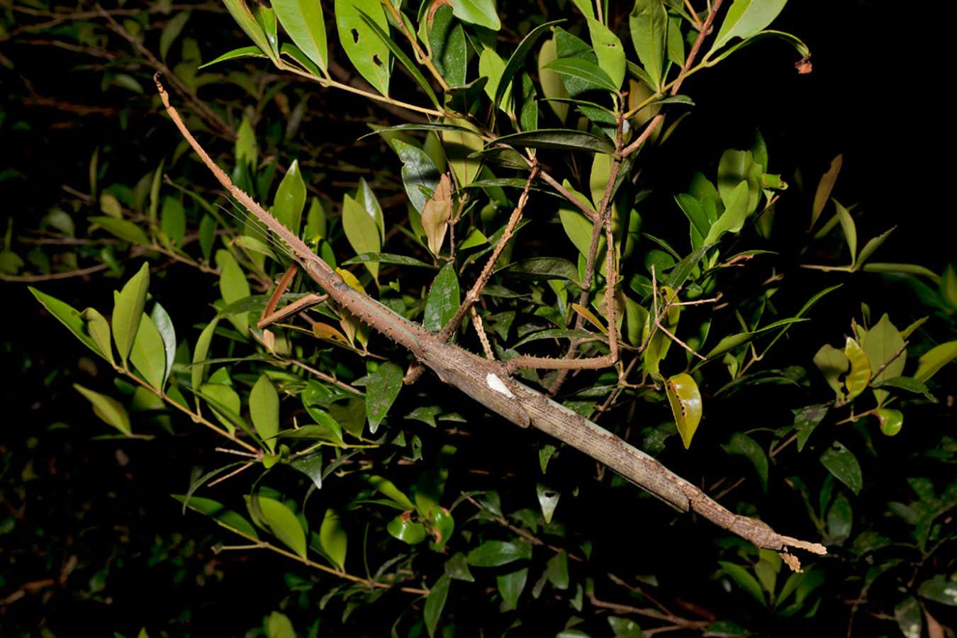 Avustralya'da şimdiye kadar bulunan en ağır böcek