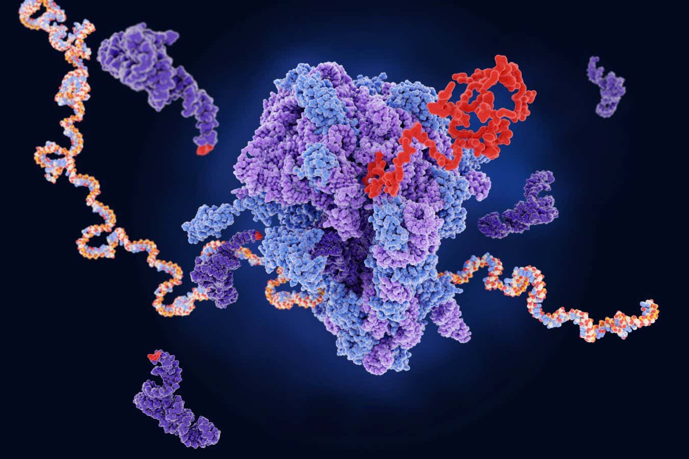 A ribosome (centre) producing a protein (red) from mRNA. The dark purple strands represent transfer RNA, which are also involved in protein production